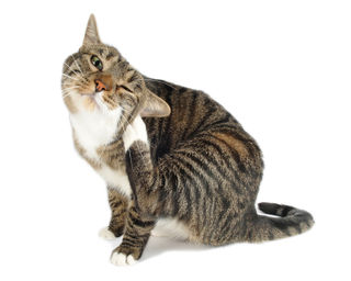 Homeopathic remedies for fleas, worms, ticks in cats