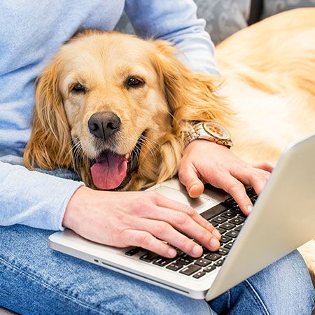 Pet Fur Tissue Mineral Analysis (Digital Report)