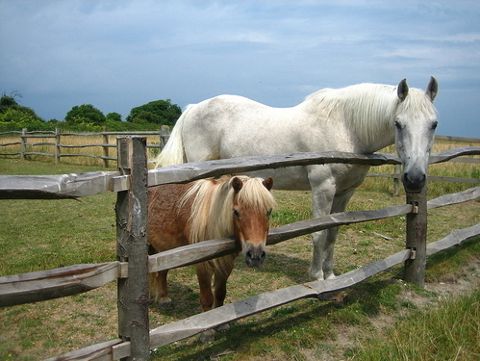 Natural colic support