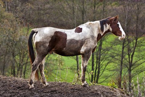 Mud fever made simple
