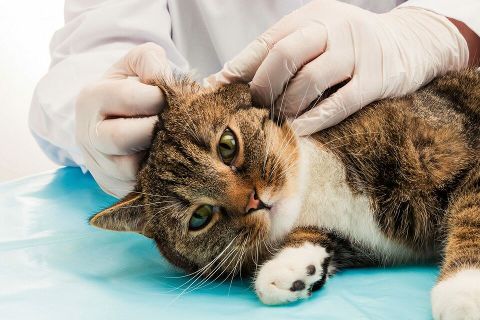 Cat & Dog Ear Mites