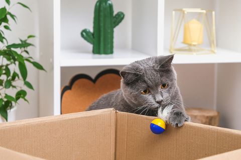 How to naturally support cats with hyperthyroidism