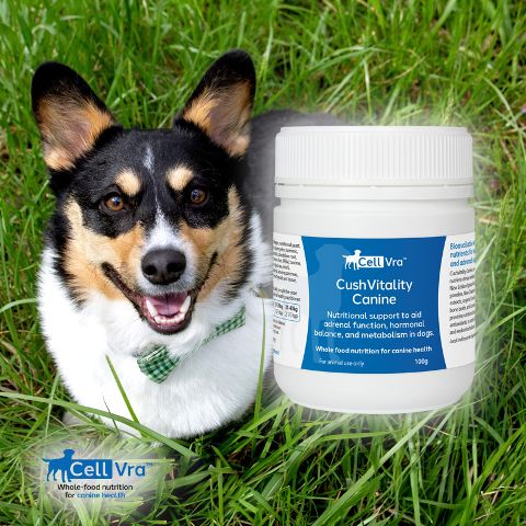 CushVitality Canine