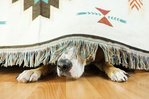 Anxiety in Dogs & Cats