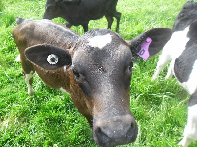 Homeopathic remedies for calves by Agripathics